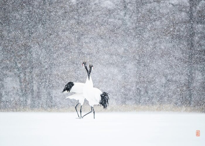 Snow Greeting Card featuring the photograph Tancho in snow #3 by Yoshiki Nakamura
