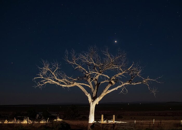 Taos Greeting Card featuring the photograph Taos Tree at Night with Stars and Venus #3 by Elijah Rael