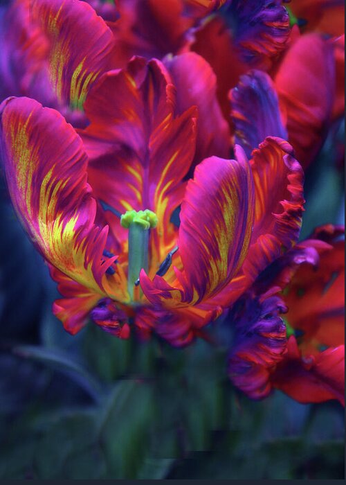 Tulips Greeting Card featuring the photograph Rapturous Rococo by Jessica Jenney