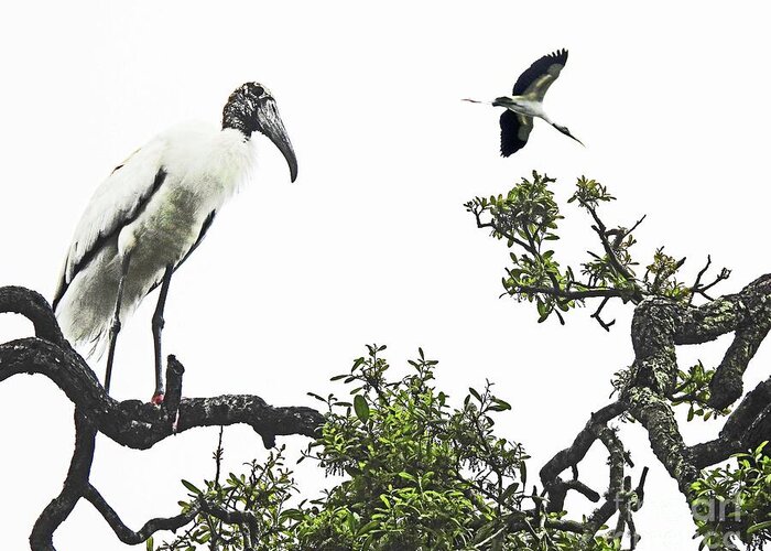 Birds Greeting Card featuring the photograph 351 Woodstorks by Lizi Beard-Ward