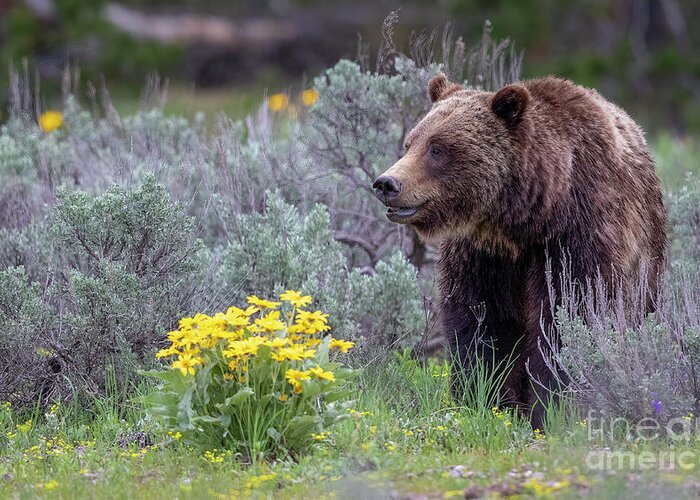 Grizzly 399 Tetons Greeting Card featuring the photograph 399 by Rudy Viereckl