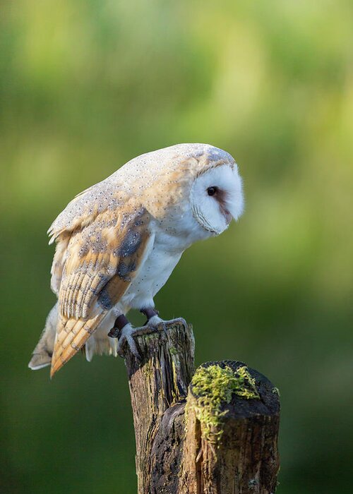Barn Owl Greeting Card featuring the photograph Barn Owl by Anita Nicholson