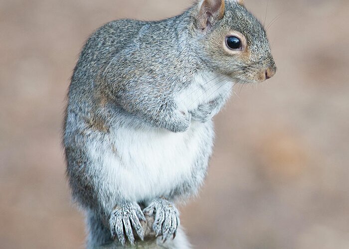 Eastern Grey Squirrel Greeting Card featuring the photograph Eastern Grey Squirrel #4 by Diane Giurco
