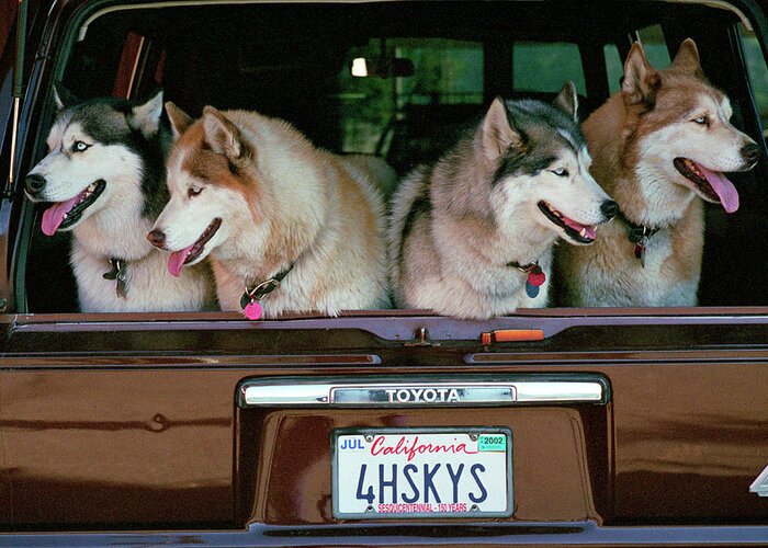Four Huskies Greeting Card featuring the photograph 4 Huskies by Bonnie Colgan