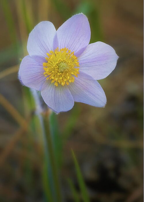 Pasque Flower Greeting Card featuring the photograph Pasque Flower #4 by Bob Falcone