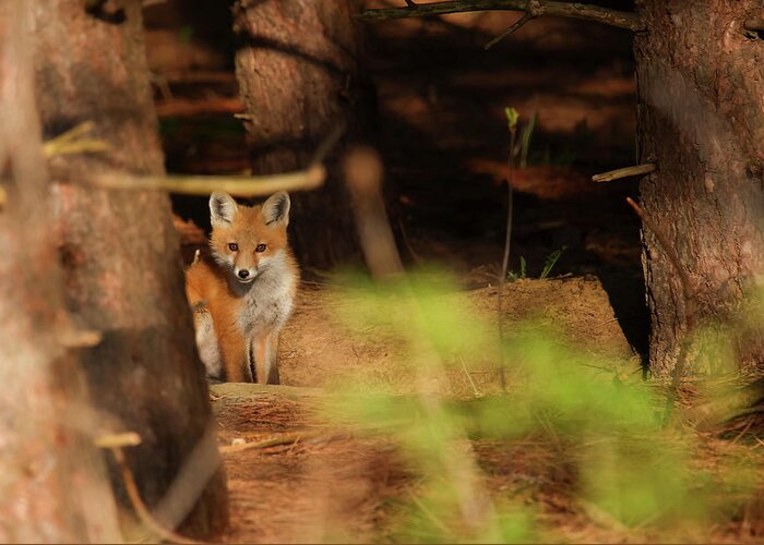 Red Fox Greeting Card featuring the photograph Red Fox #5 by Brook Burling