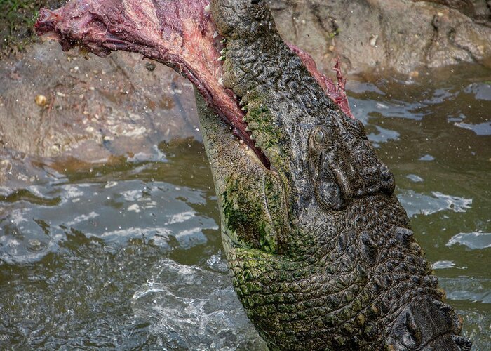Saltwater Greeting Card featuring the photograph Saltwater Crocodile Eating #6 by Carolyn Hutchins