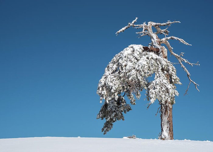 Single Tree Greeting Card featuring the photograph Winter landscape in snowy mountains. frozen snowy lonely fir trees against blue sky. by Michalakis Ppalis