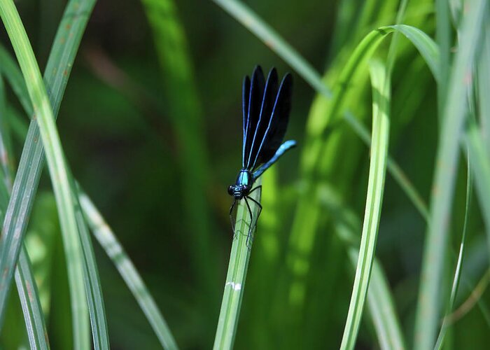 Dragonfly Greeting Card featuring the photograph Ebony Jewelwing Damselfly #5 by Brook Burling