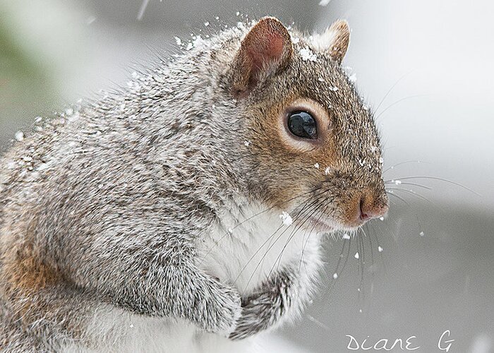 Winter Squirrel Greeting Card featuring the photograph Winter Squirrel #4 by Diane Giurco