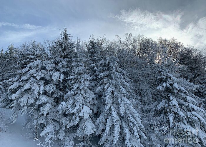  Greeting Card featuring the photograph Winter Wonderland by Annamaria Frost