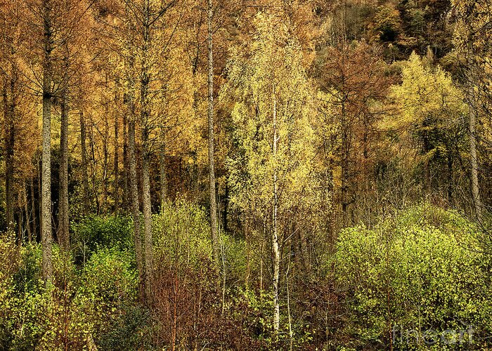 50 Shades Gold Golden Autumn Wonderland Fall Smart Uk Woodland Woods Forest Trees Foliage Leaves Beautiful Birch Crown Beauty Landscape Rich Colors Yellow Delightful Magnificent Mindfulness Serenity Inspirational Serene Tranquil Tranquillity Magic Charming Atmospheric Aesthetic Attractive Picturesque Scenery Glorious Impressionistic Impressive Pleasing Stimulating Magical Vivid Trunks Effective Green Bushes Delicate Gentle Joy Enjoyable Relaxing Pretty Uplifting Poetic Orange Red Fantastic Tale Greeting Card featuring the photograph Fifty Shades Of Gold by Tatiana Bogracheva