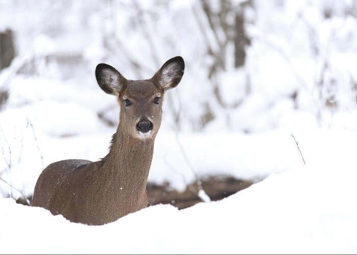Whitetail Deer Greeting Card featuring the photograph Whitetail Deer #52 by Brook Burling
