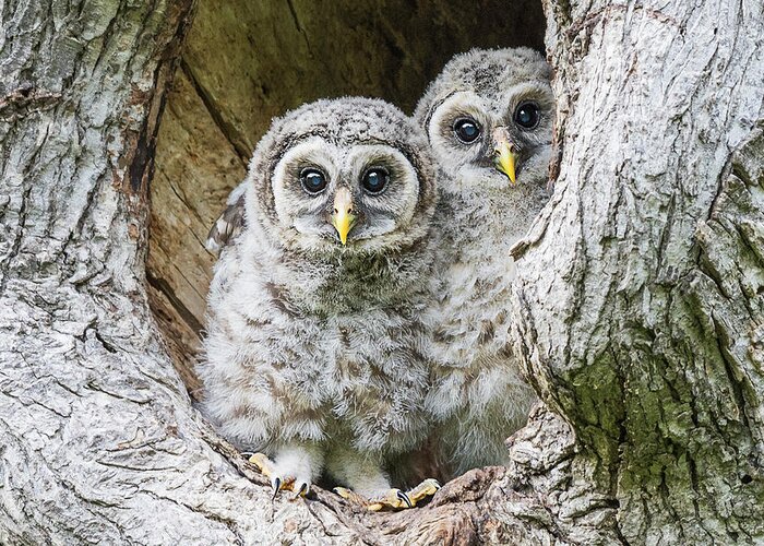 Baby Barred Owls Greeting Card featuring the photograph Eyes Tell the Story by Puttaswamy Ravishankar