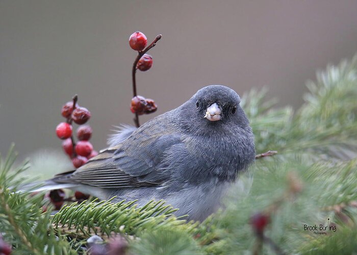 Bird Greeting Card featuring the photograph Dark Eyed Junco #6 by Brook Burling