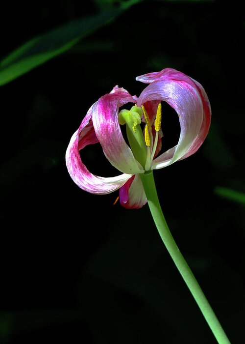 Tulip Greeting Card featuring the photograph Tulip #6 by Sarah Lilja