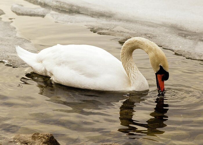 Cygnus Greeting Card featuring the photograph Mute swan #7 by SAURAVphoto Online Store