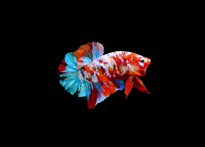 Betta Greeting Card featuring the photograph Multicolor Betta Fish by Sambel Pedes