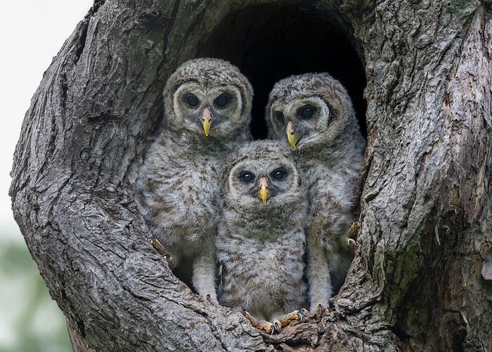 Baby Barred Owls Greeting Card featuring the photograph Adorable Siblings by Puttaswamy Ravishankar