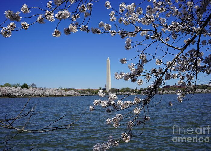  Greeting Card featuring the photograph Cherry Blossoms Washington DC #9 by Annamaria Frost