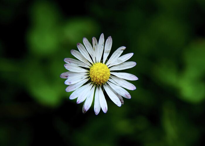 Bellis Perennis Greeting Card featuring the photograph Beautiful Bellis Perennis in grass by Vaclav Sonnek