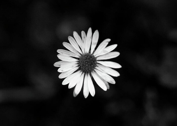 Bellis Perennis Greeting Card featuring the photograph Black and white bloom of bellis perennis by Vaclav Sonnek