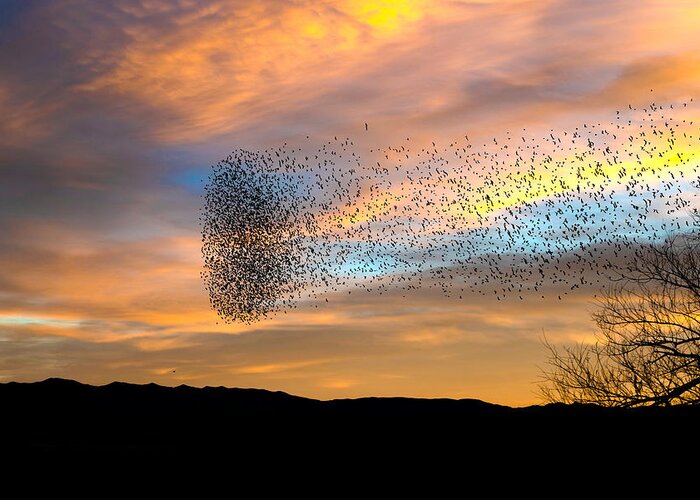 Murmuration Greeting Card featuring the photograph A Blackbird Swarm. by Paul Martin