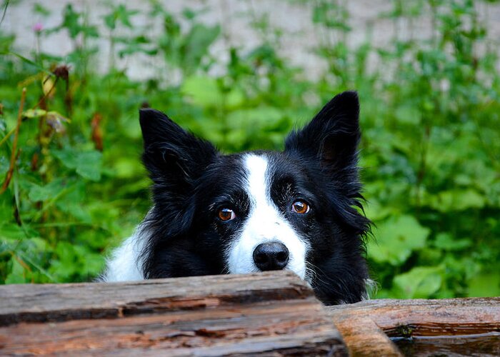 Dog Greeting Card featuring the photograph A border collie is waiting for a task. by Bernhard Schaffer