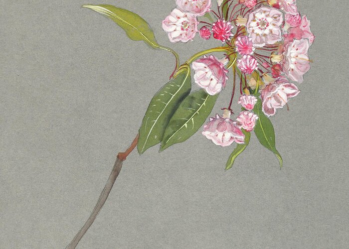 19th Century Greeting Card featuring the painting A Bough of Mountain Laurel with Leaves and Blossoms by MotionAge Designs