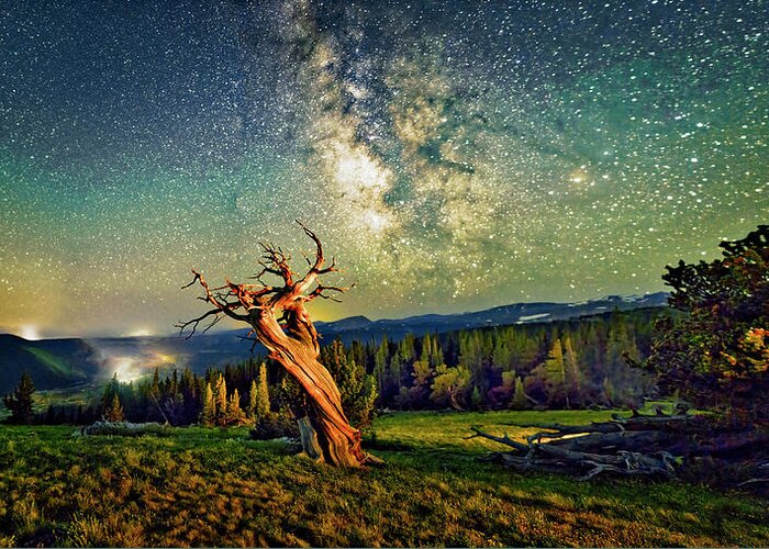 Colorado Greeting Card featuring the photograph A Bristlecone Tree Against a Starry Sky. by Lena Owens - OLena Art Vibrant Palette Knife and Graphic Design