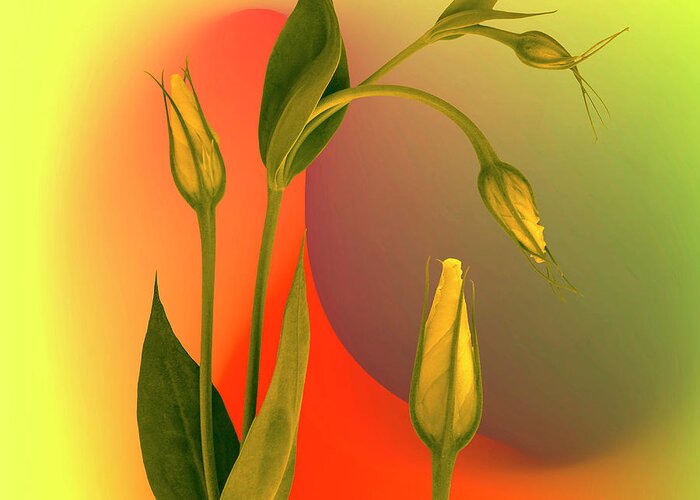 Lisianthus Greeting Card featuring the photograph A Budding Relationship by Rene Crystal
