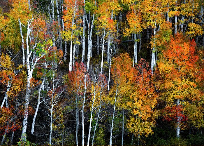 Aspen Trees Greeting Card featuring the photograph A Cacophony of Color by The Forests Edge Photography - Diane Sandoval