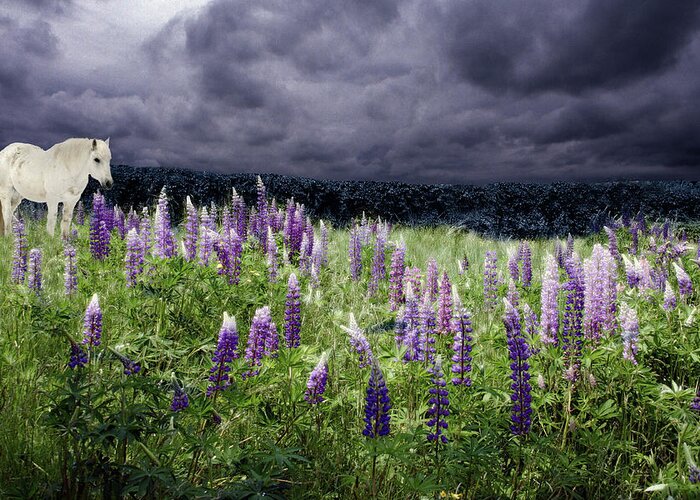 Lupinefest Greeting Card featuring the photograph A Childs Dream Among Lupine by Wayne King