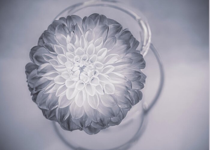 Dahlia Greeting Card featuring the photograph A Dahlia in Shades of Grey by Sylvia Goldkranz