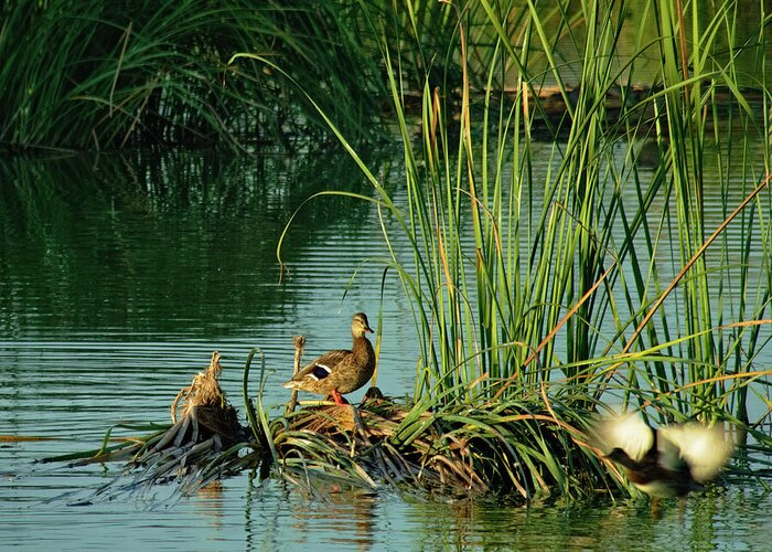 Ducks Greeting Card featuring the photograph A Ducks Life by Angelo DeVal