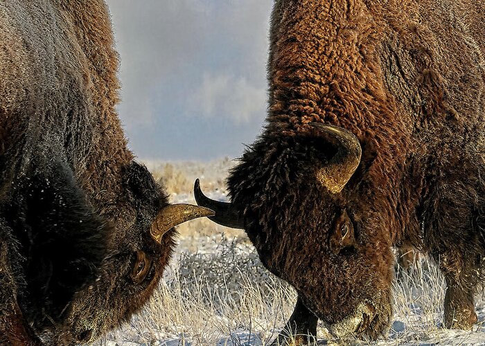 Winter Greeting Card featuring the painting A fight Between Two Bison, American Buffalo in a Snow Fiel by Lena Owens - OLena Art Vibrant Palette Knife and Graphic Design