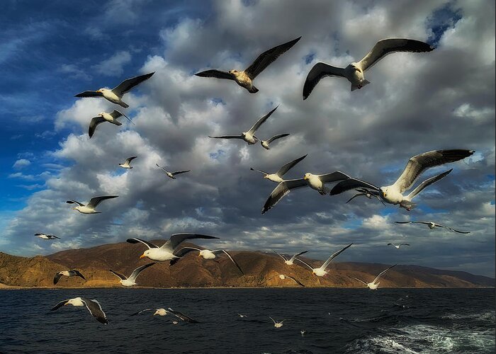 Photo Greeting Card featuring the photograph A Flock of Seagulls by John A Rodriguez