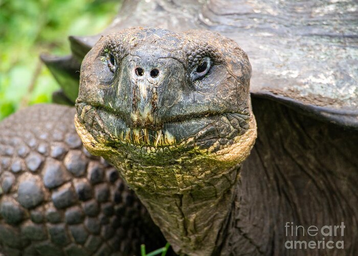 Galapagos Tortoise Greeting Card featuring the photograph A Galapagos Tortoise at The Ranch Manzanillo Preserve by L Bosco
