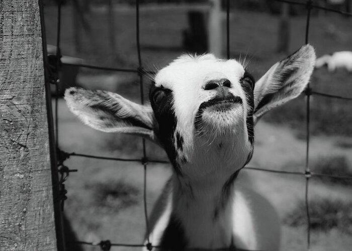 Goat Greeting Card featuring the photograph A Goat's Smile by Demetrai Johnson