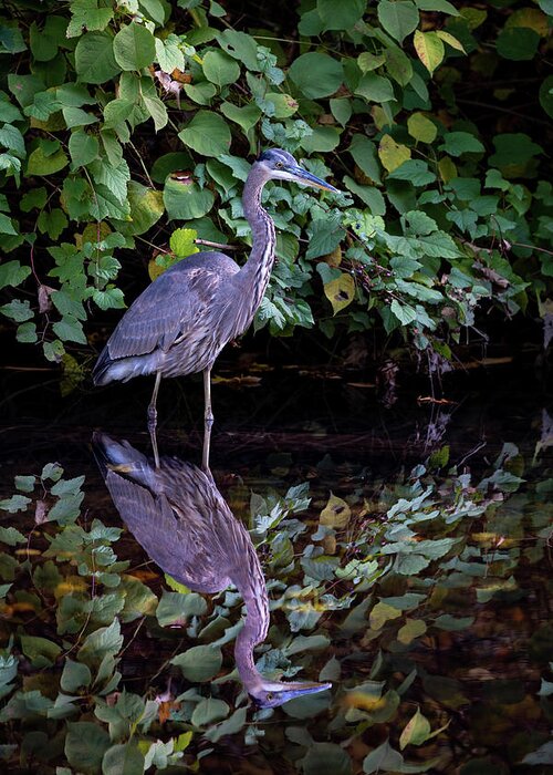Bronx River Greeting Card featuring the photograph A Great Blue Heron and Its reflection in the Bronx River by Kevin Suttlehan