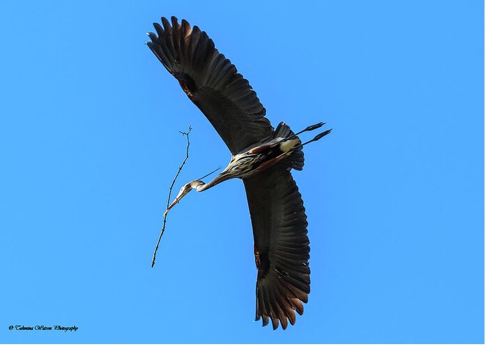 Great Blue Heron Greeting Card featuring the photograph A Great Blue Heron in Flight by Tahmina Watson