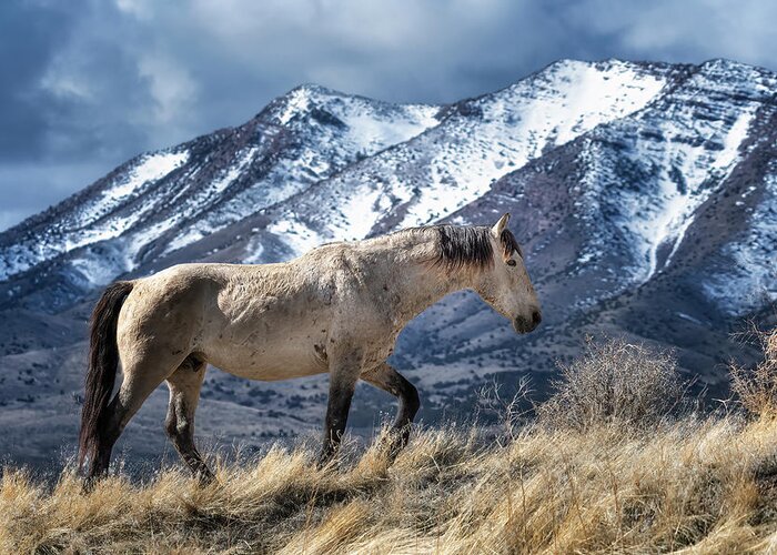 Mountain Greeting Card featuring the photograph A Horses's Journey by Michael Ash