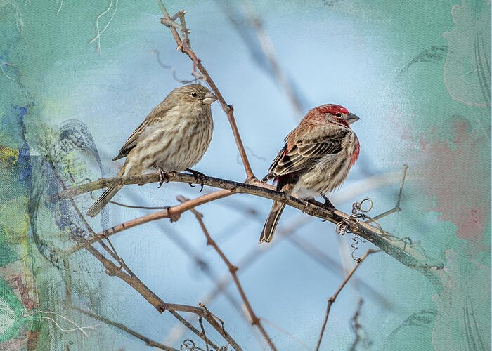 House Finch Greeting Card featuring the photograph A House Finch Love Story by Sandra Rust