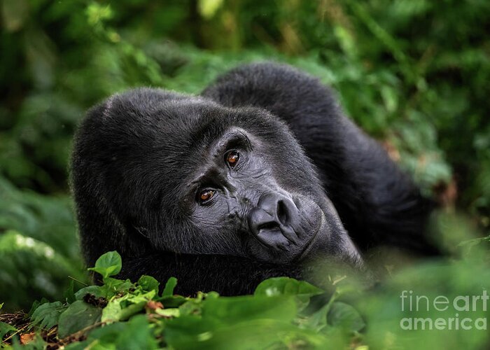 Mountain Gorilla Greeting Card featuring the photograph A large silverback mountain gorilla, gorilla beringei beringei, lies in the undergrowth of the Bwindi Impenetrable forest, Uganda. by Jane Rix