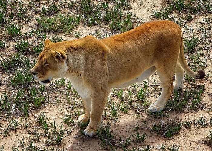 Nature Greeting Card featuring the photograph A Lioness On The Prowl #1 by Loren Gilbert