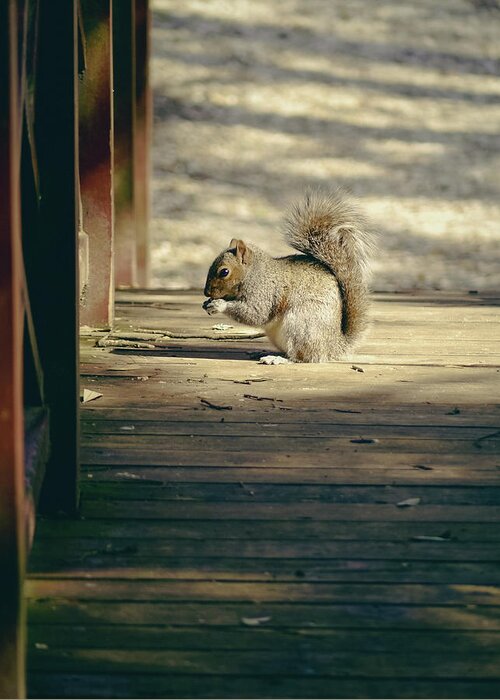 Squirrel Greeting Card featuring the photograph A Little Squirrel on a Bridge by Rachel Morrison