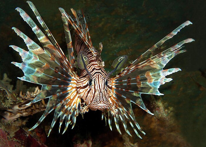 Lionfish Greeting Card featuring the photograph A magnificent lionfish from its most beautiful side - by Ute Niemann