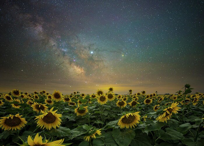 Sunflowers Greeting Card featuring the photograph A Million Suns by Aaron J Groen