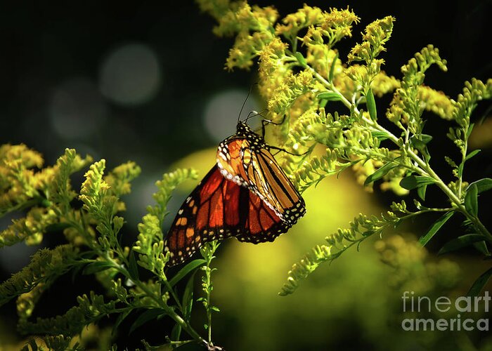 Center Stage Greeting Card featuring the photograph A Monarch Butterfly by Rehna George