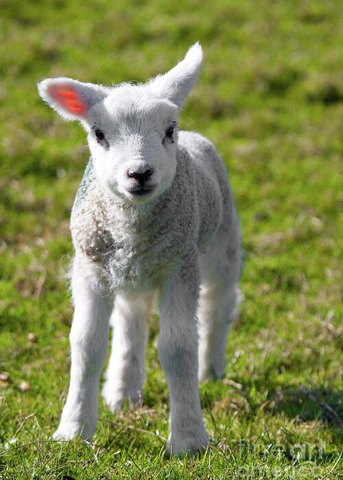 Uk Greeting Card featuring the photograph A Newborn Lamb, Carleton-In-Craven by Tom Holmes Photography